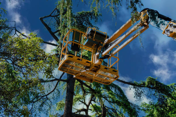 How Our Tree Care Process Works  in The Crossings, FL